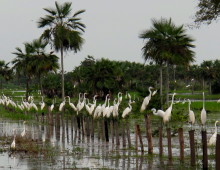 Lista de aves del estado Guárico